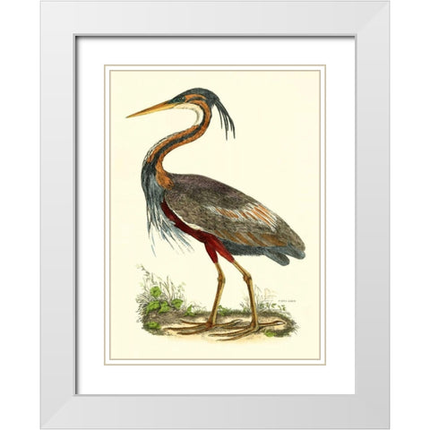 Purple Heron White Modern Wood Framed Art Print with Double Matting by Selby, John
