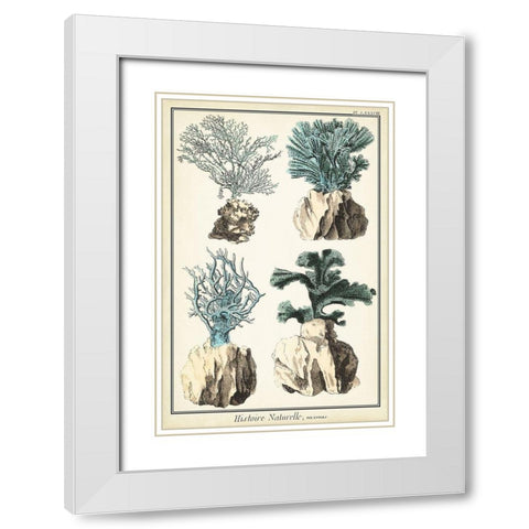Oversize Coral Species III White Modern Wood Framed Art Print with Double Matting by Vision Studio