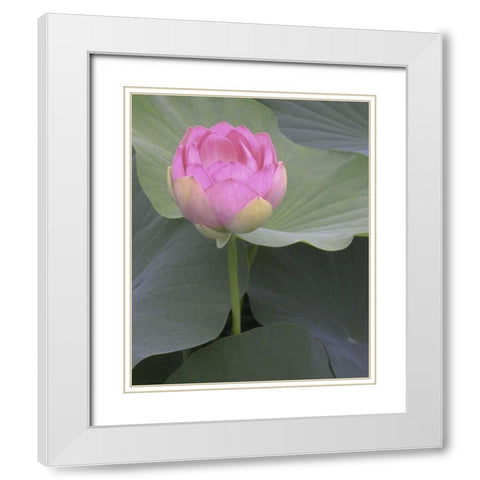 Blushing Lotus II White Modern Wood Framed Art Print with Double Matting by Christensen, Jim