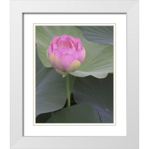 Blushing Lotus II White Modern Wood Framed Art Print with Double Matting by Christensen, Jim