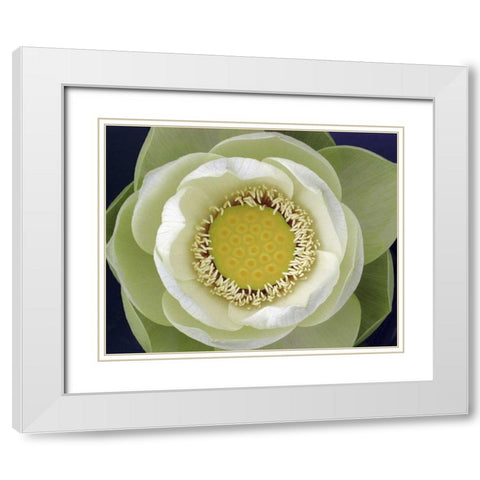 Delicate Lotus II White Modern Wood Framed Art Print with Double Matting by Christensen, Jim