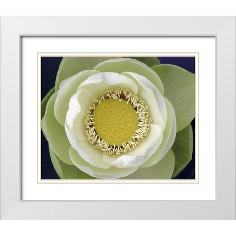 Delicate Lotus II White Modern Wood Framed Art Print with Double Matting by Christensen, Jim