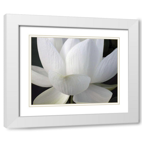 Delicate Lotus V White Modern Wood Framed Art Print with Double Matting by Christensen, Jim
