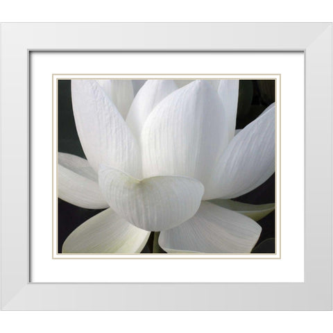 Delicate Lotus V White Modern Wood Framed Art Print with Double Matting by Christensen, Jim