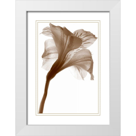 Inflorescence I White Modern Wood Framed Art Print with Double Matting by Project, A.