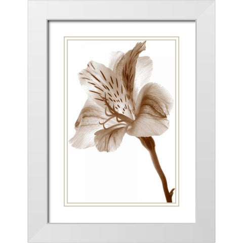 Inflorescence II White Modern Wood Framed Art Print with Double Matting by Project, A.
