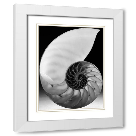 Shell I White Modern Wood Framed Art Print with Double Matting by Christensen, Jim