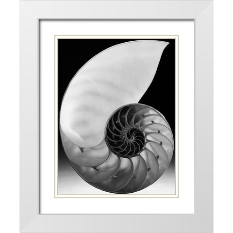 Shell I White Modern Wood Framed Art Print with Double Matting by Christensen, Jim