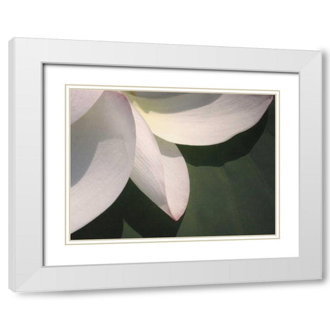 Lotus Detail IV White Modern Wood Framed Art Print with Double Matting by Christensen, Jim