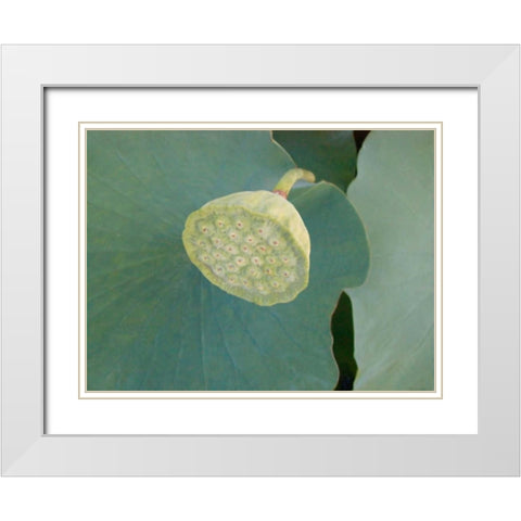 Lotus Detail VIII White Modern Wood Framed Art Print with Double Matting by Christensen, Jim