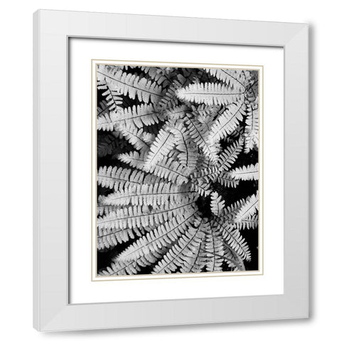 Fern IV White Modern Wood Framed Art Print with Double Matting by Christensen, Jim