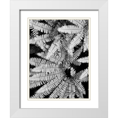 Fern IV White Modern Wood Framed Art Print with Double Matting by Christensen, Jim