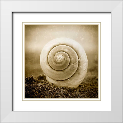 Cochlear III White Modern Wood Framed Art Print with Double Matting by Hartson-Weddle, Ryan