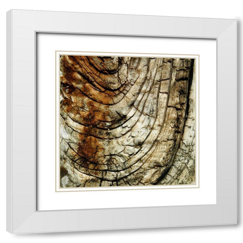 Natures Textures III White Modern Wood Framed Art Print with Double Matting by Vision Studio