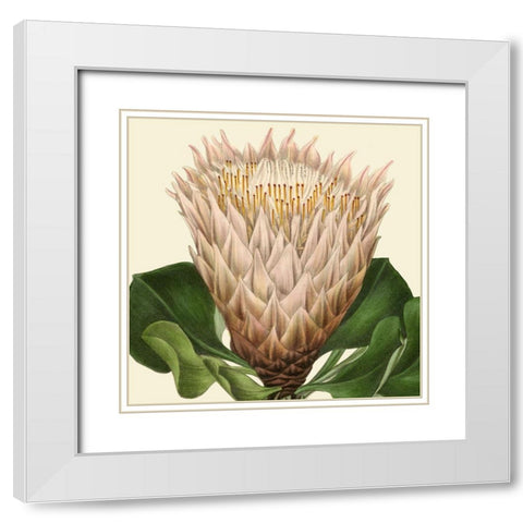 Tropical Vision VI White Modern Wood Framed Art Print with Double Matting by Vision Studio