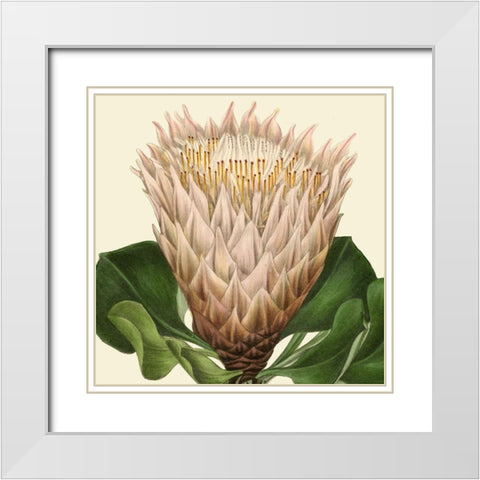 Tropical Vision VI White Modern Wood Framed Art Print with Double Matting by Vision Studio