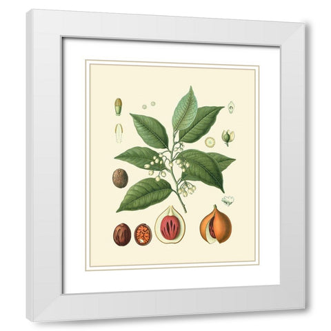 Botanical Glory III White Modern Wood Framed Art Print with Double Matting by Vision Studio