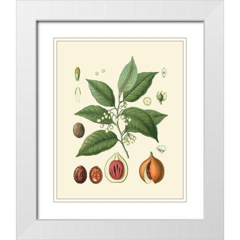 Botanical Glory III White Modern Wood Framed Art Print with Double Matting by Vision Studio