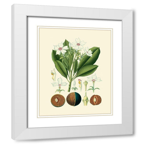 Botanical Glory IV White Modern Wood Framed Art Print with Double Matting by Vision Studio