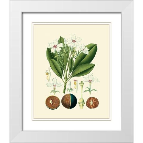 Botanical Glory IV White Modern Wood Framed Art Print with Double Matting by Vision Studio
