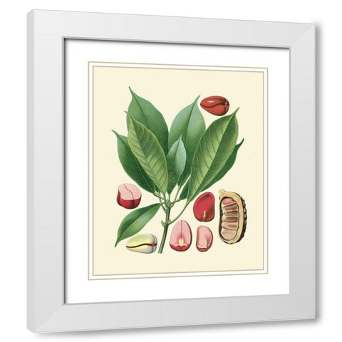 Botanical Glory VI White Modern Wood Framed Art Print with Double Matting by Vision Studio