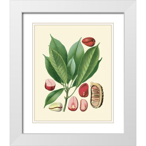 Botanical Glory VI White Modern Wood Framed Art Print with Double Matting by Vision Studio