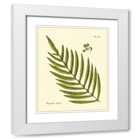 Antique Fern I White Modern Wood Framed Art Print with Double Matting by Vision Studio