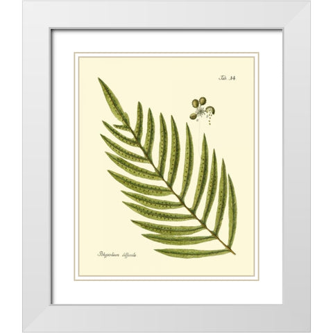 Antique Fern I White Modern Wood Framed Art Print with Double Matting by Vision Studio