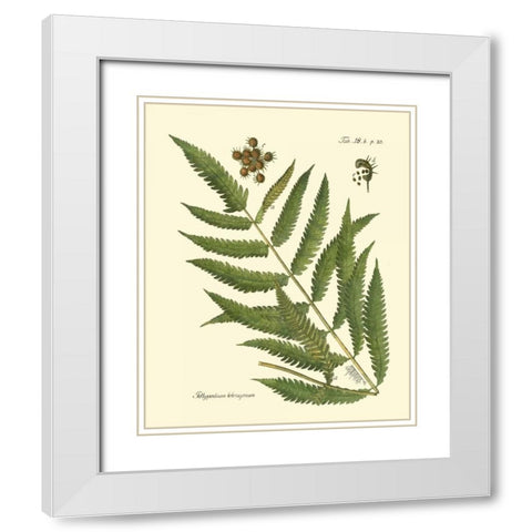 Antique Fern II White Modern Wood Framed Art Print with Double Matting by Vision Studio