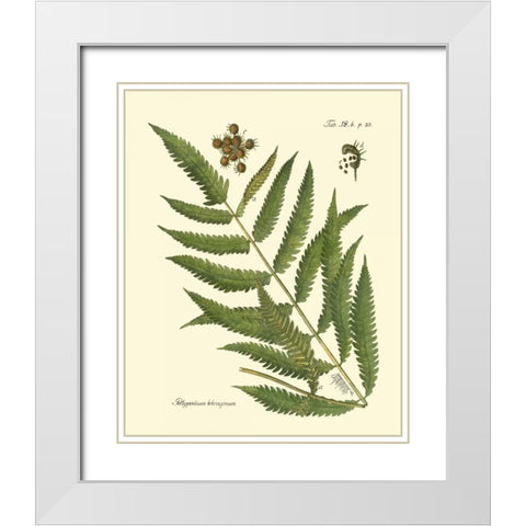 Antique Fern II White Modern Wood Framed Art Print with Double Matting by Vision Studio