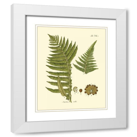 Antique Fern III White Modern Wood Framed Art Print with Double Matting by Vision Studio