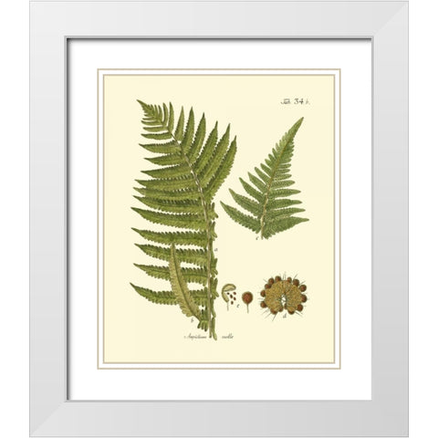 Antique Fern III White Modern Wood Framed Art Print with Double Matting by Vision Studio