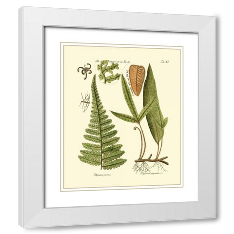 Antique Fern IV White Modern Wood Framed Art Print with Double Matting by Vision Studio