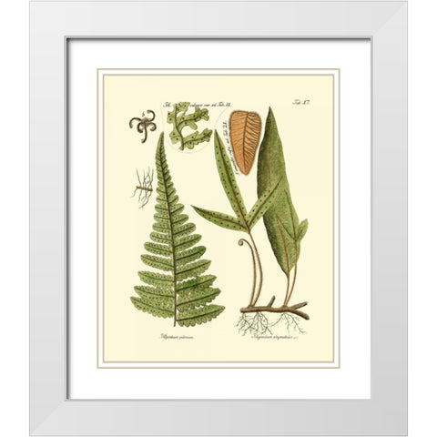 Antique Fern IV White Modern Wood Framed Art Print with Double Matting by Vision Studio