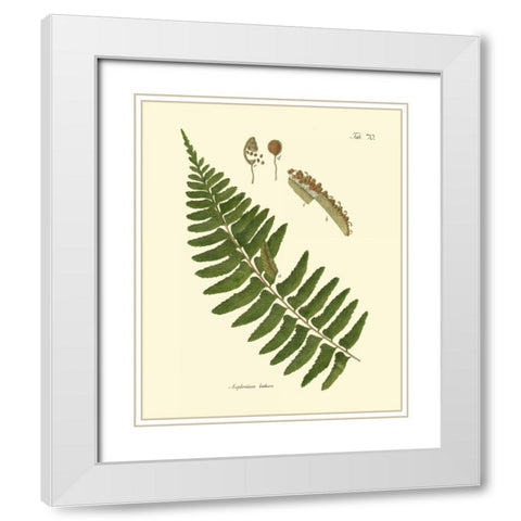 Antique Fern V White Modern Wood Framed Art Print with Double Matting by Vision Studio