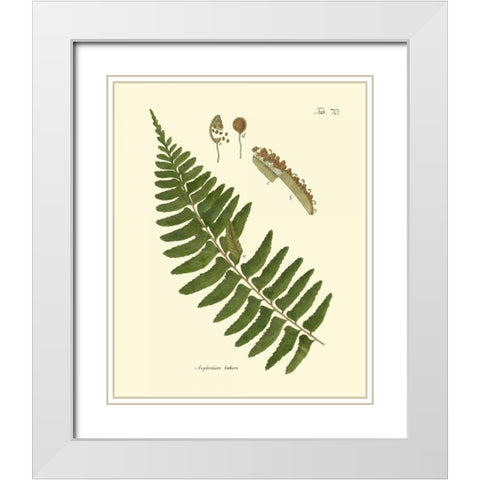 Antique Fern V White Modern Wood Framed Art Print with Double Matting by Vision Studio