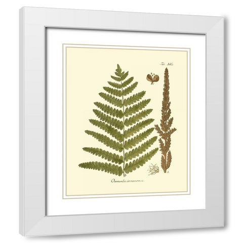 Antique Fern VI White Modern Wood Framed Art Print with Double Matting by Vision Studio