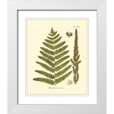 Antique Fern VI White Modern Wood Framed Art Print with Double Matting by Vision Studio
