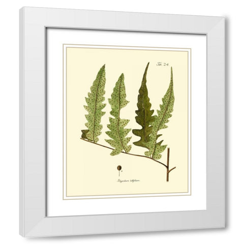 Antique Fern VII White Modern Wood Framed Art Print with Double Matting by Vision Studio