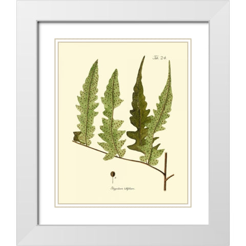 Antique Fern VII White Modern Wood Framed Art Print with Double Matting by Vision Studio