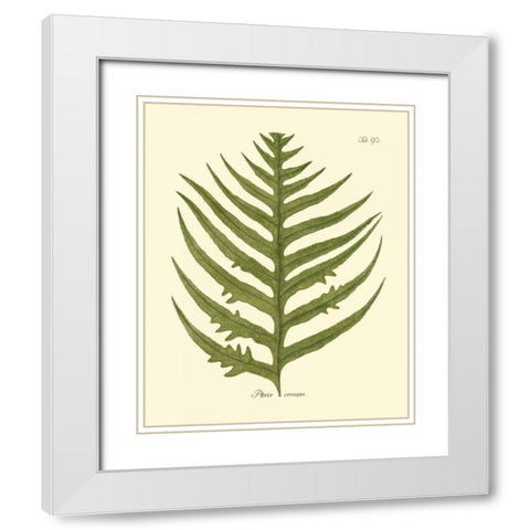 Antique Fern VIII White Modern Wood Framed Art Print with Double Matting by Vision Studio
