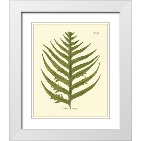 Antique Fern VIII White Modern Wood Framed Art Print with Double Matting by Vision Studio
