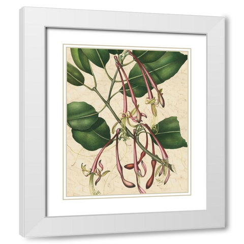 Botanic Beauty I White Modern Wood Framed Art Print with Double Matting by Vision Studio