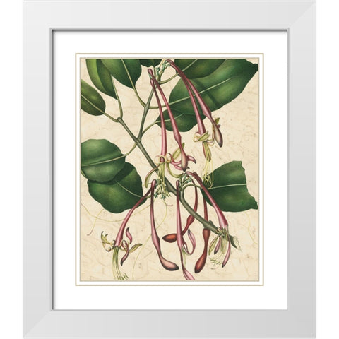 Botanic Beauty I White Modern Wood Framed Art Print with Double Matting by Vision Studio