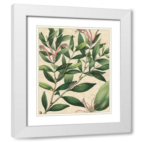 Botanic Beauty II White Modern Wood Framed Art Print with Double Matting by Vision Studio
