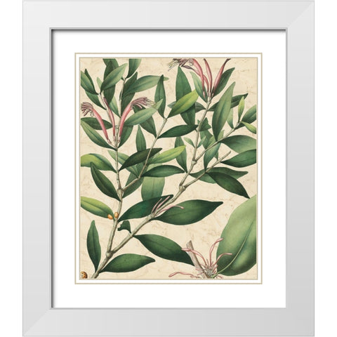 Botanic Beauty II White Modern Wood Framed Art Print with Double Matting by Vision Studio