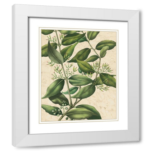 Botanic Beauty III White Modern Wood Framed Art Print with Double Matting by Vision Studio