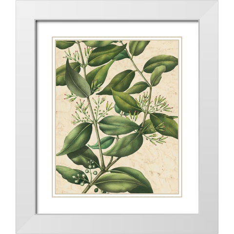Botanic Beauty III White Modern Wood Framed Art Print with Double Matting by Vision Studio