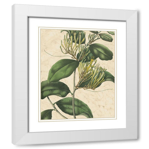 Botanic Beauty IV White Modern Wood Framed Art Print with Double Matting by Vision Studio