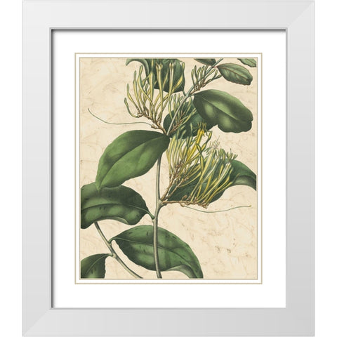 Botanic Beauty IV White Modern Wood Framed Art Print with Double Matting by Vision Studio